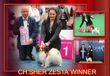 Sher Zesta Winner