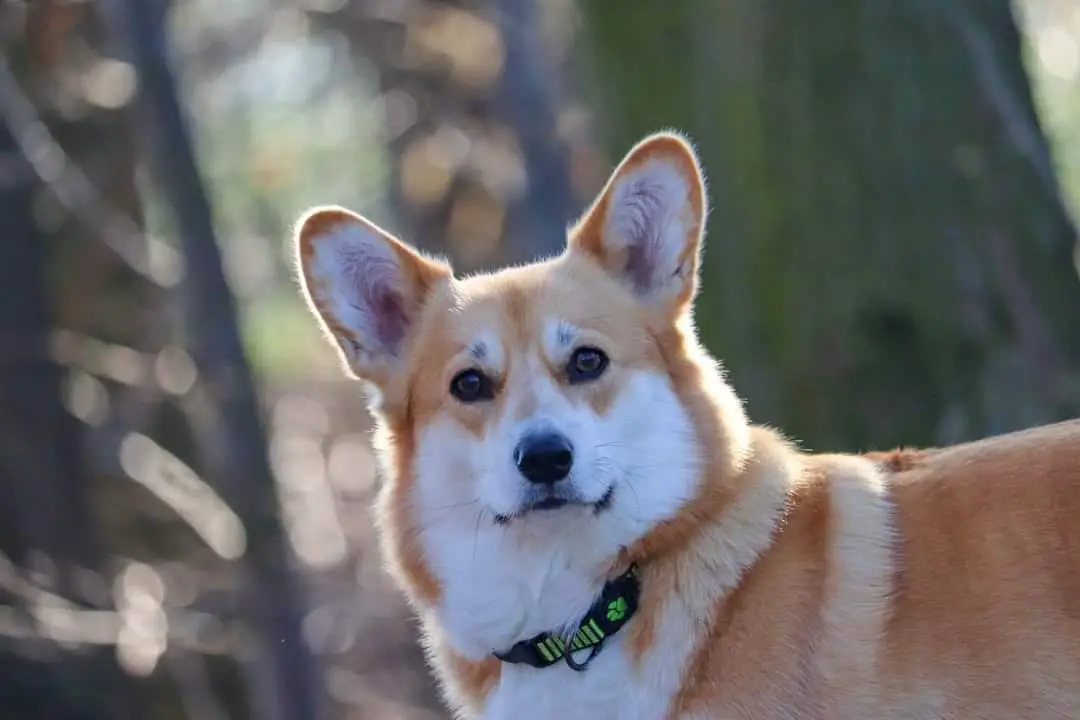 Dottie Corgiira Moravia