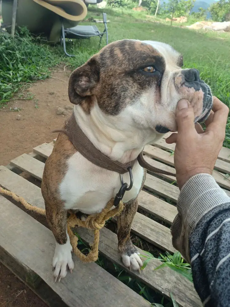 Cholo The Brahmani Bull