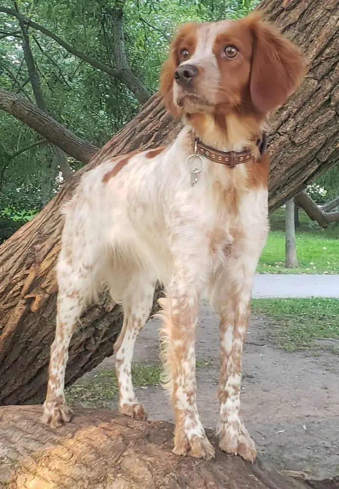 DULCINEA