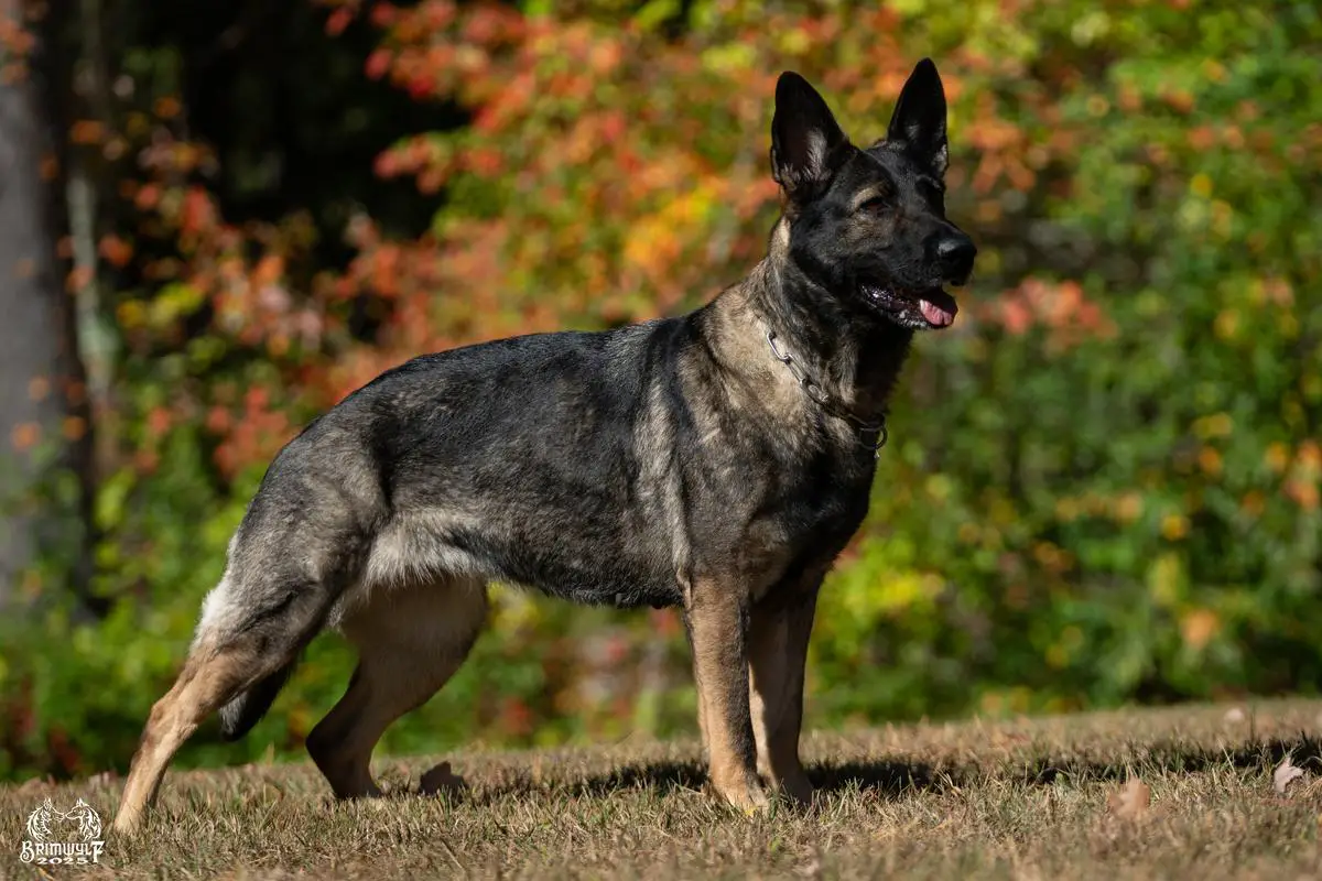 Brimwylf Furiel vom haus Rose