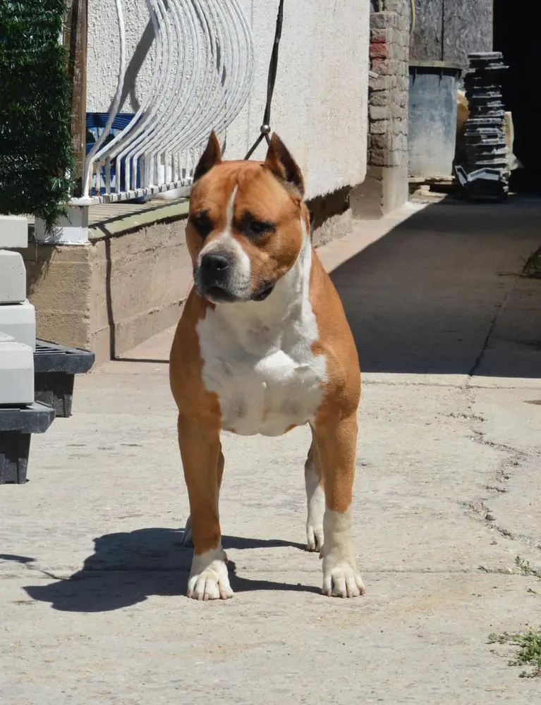 Nando Eagle Blend Inferno Staff