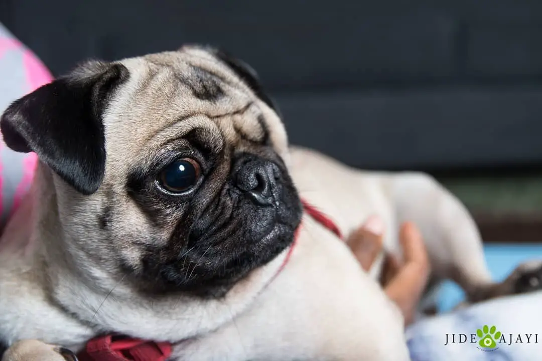Paris from Monica's Pugs