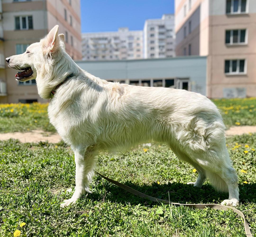 Sibirskoe Solnce Ens