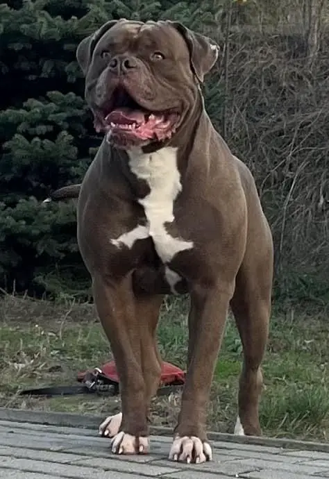 Outlaw American Bulldogs Hemi