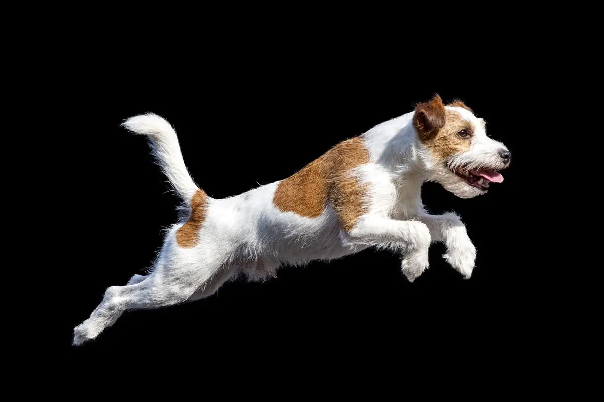 Amico Terrier's Vulcan Attack