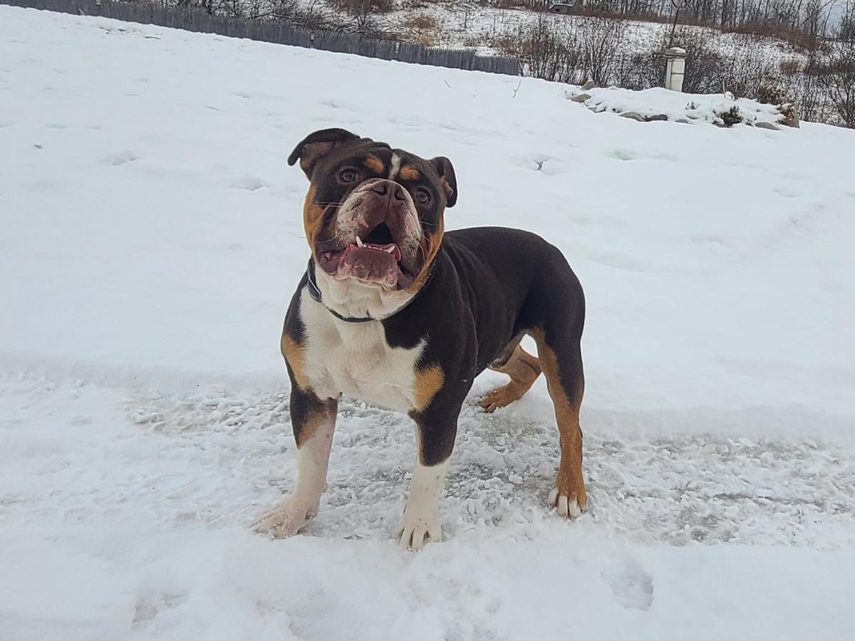 Tenacious B Kennel's Bear