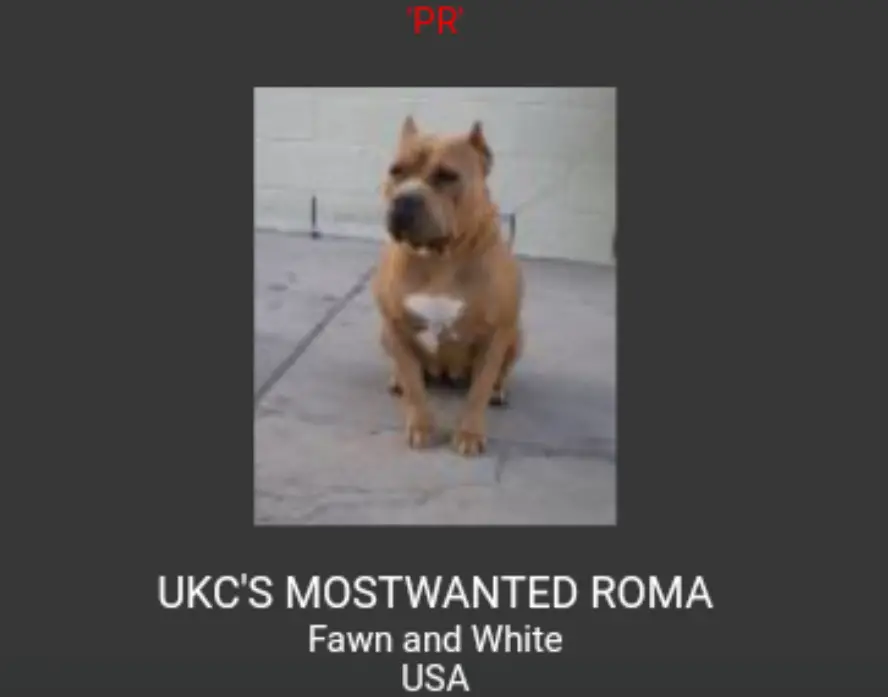 UKC'S MOSTWANTED ROMA