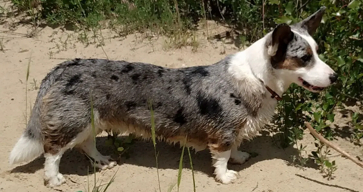 VISCA FOR BASMANOFF IZ GVARDII CORGOS