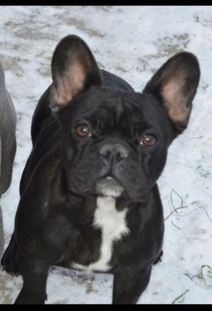 Medina Royal Bulldog's Shark Kira