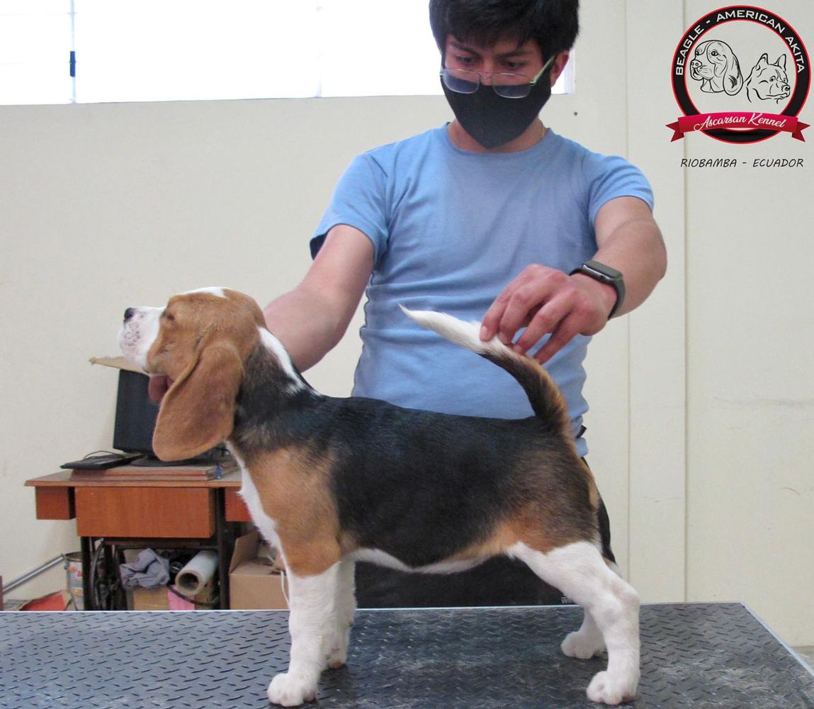 BAHIA ASCARSAN KENNEL
