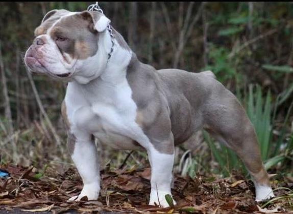 TrueStyle Bullies Karma