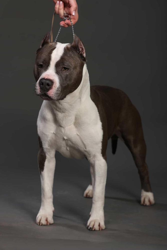 Indigo Winning Color for Glorysband from Emarland