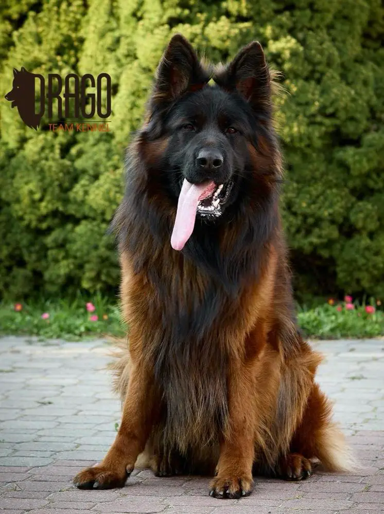 BEJ Borawska Zagroda