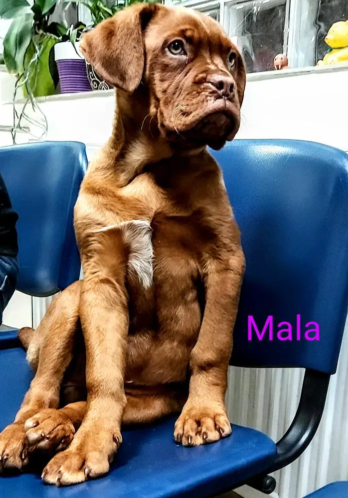 Mala