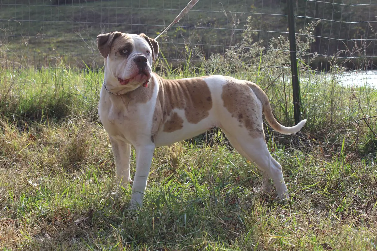 CCA's Percy's Daisey Mae