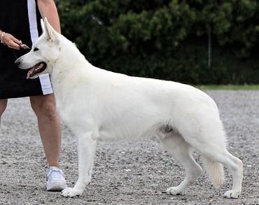 Royal Thunderbolt Zeus