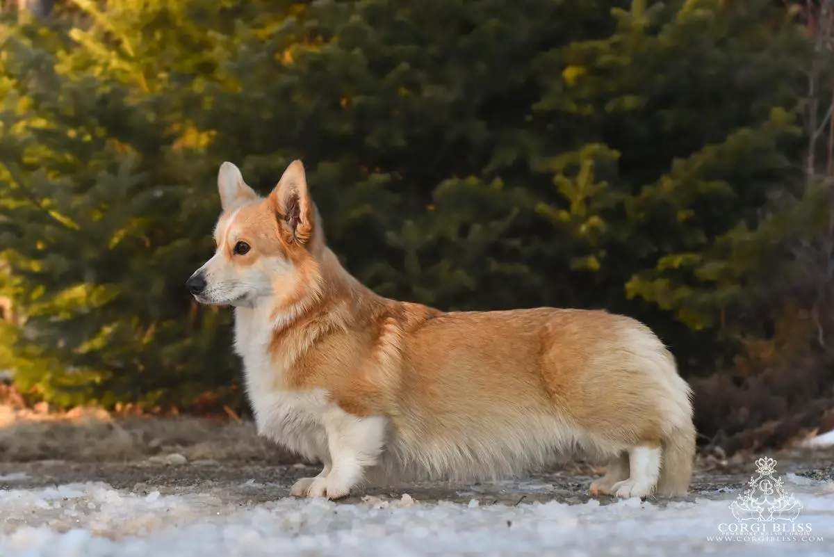 Corgi Bliss Valkyrie of Valhalla