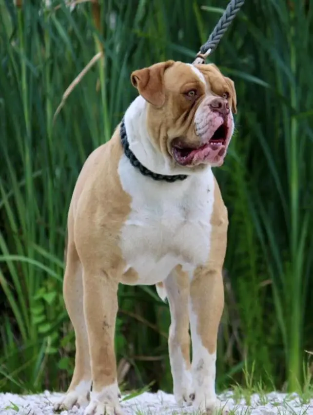 Griffin’s Rebel Red of Cole Creek