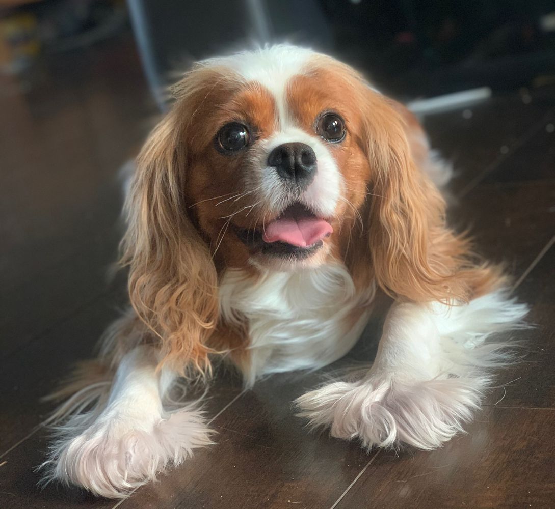 Princess Fifi Fiona