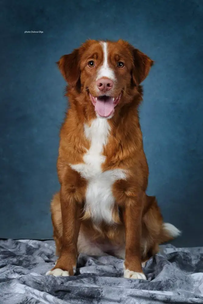 Canis Amicus Victoria
