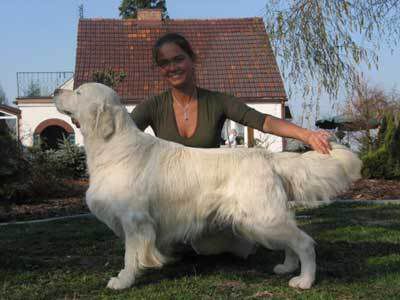 Gaylord Golden Erinor