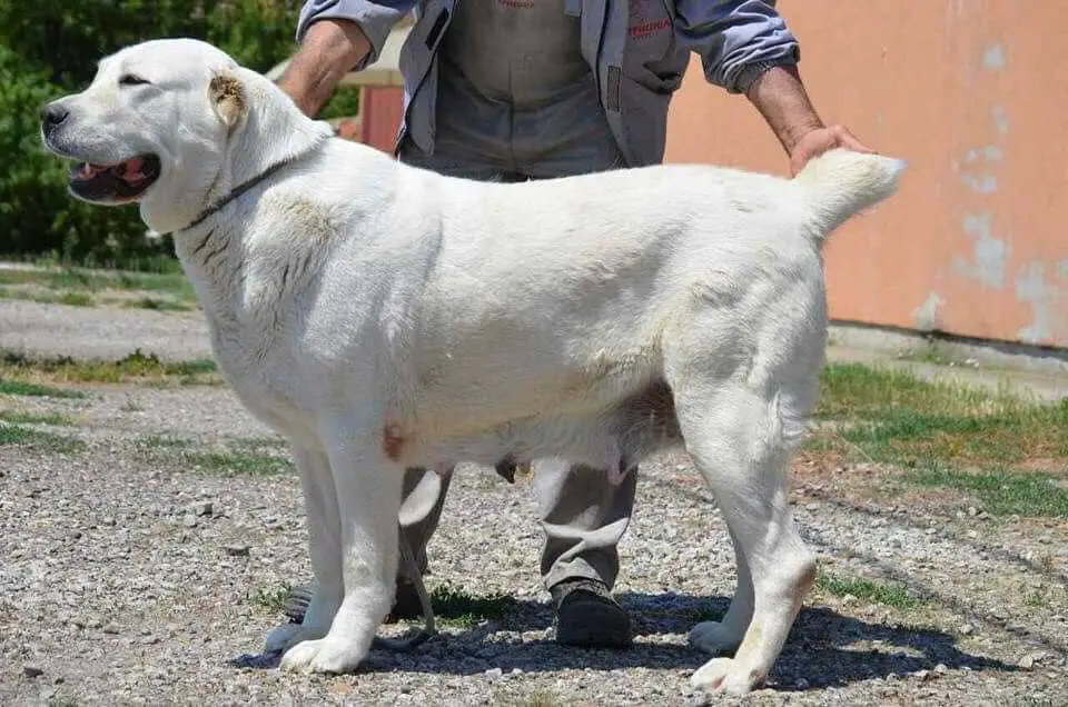 Belisima Cakanmontenegro