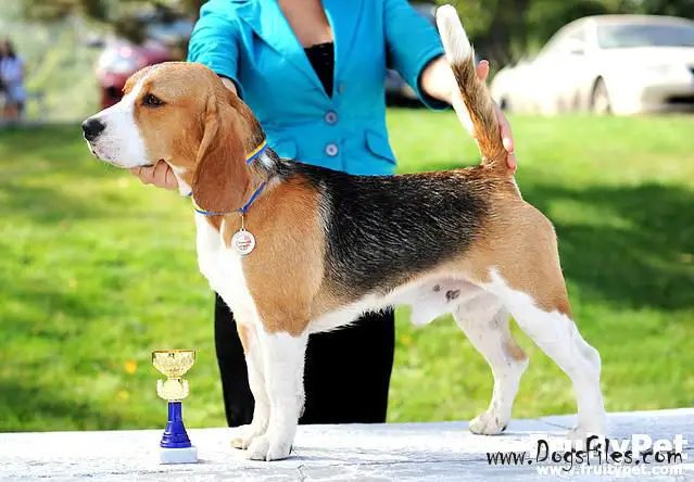 XAIRON DE EL IMPERIO CANINO
