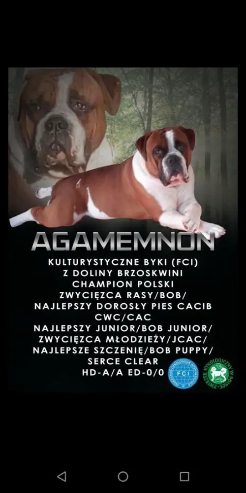 Agamemnon Bodybuilder bulls