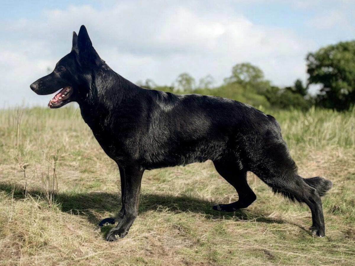 Reign van All Around K9