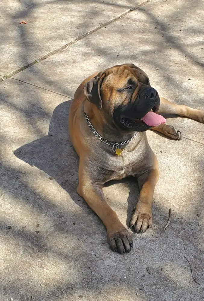 Sir Lexington