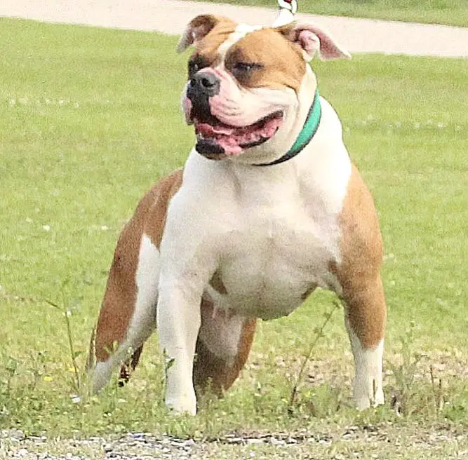 Pressure Pack’s Mz. Funky Watusi of Paparazzi Kennels