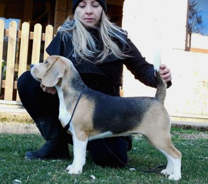 Champy Dell Etruria 2000
