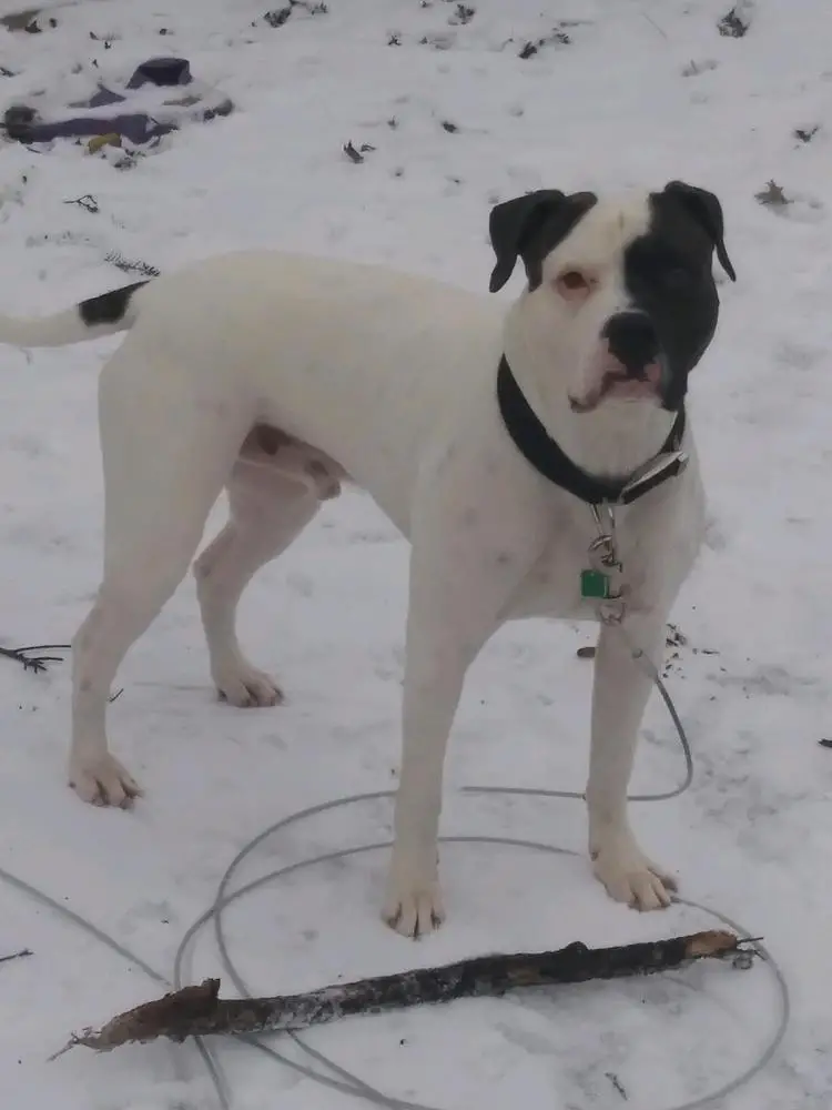 2 Face of All American Bulldogs