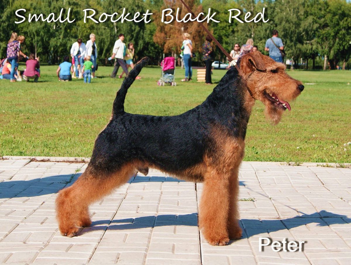 Small Rocket Black Red.