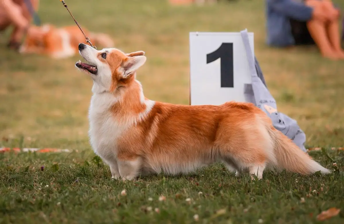 Corgirix Hot Chili Pepper