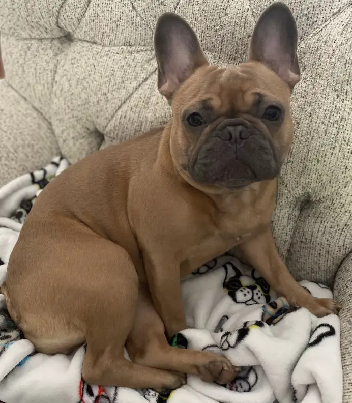 Hester's Luna Belle