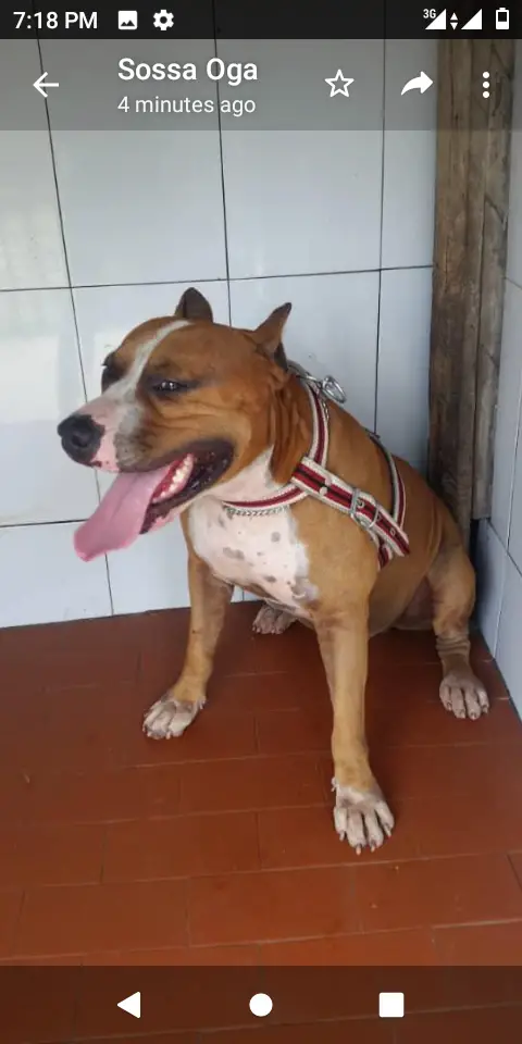 Copper of Mac's pitbulls