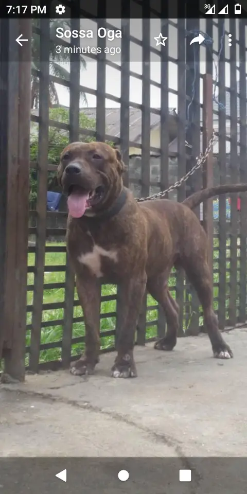 Viper of MAC'S Pitbull