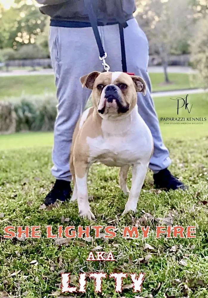 Paparazzi Kennels She Lights My Fire AKA Litty