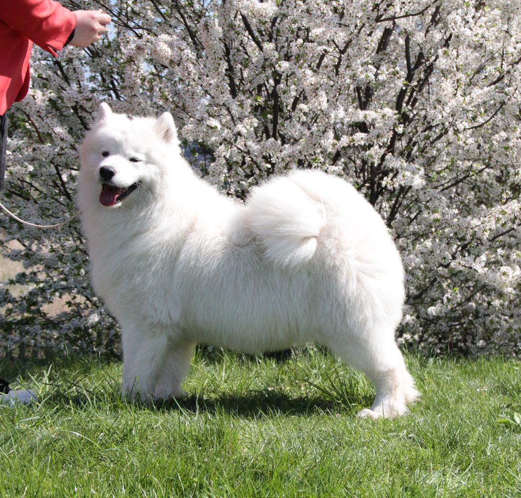 DANCING QUEEN Snow-White Melody