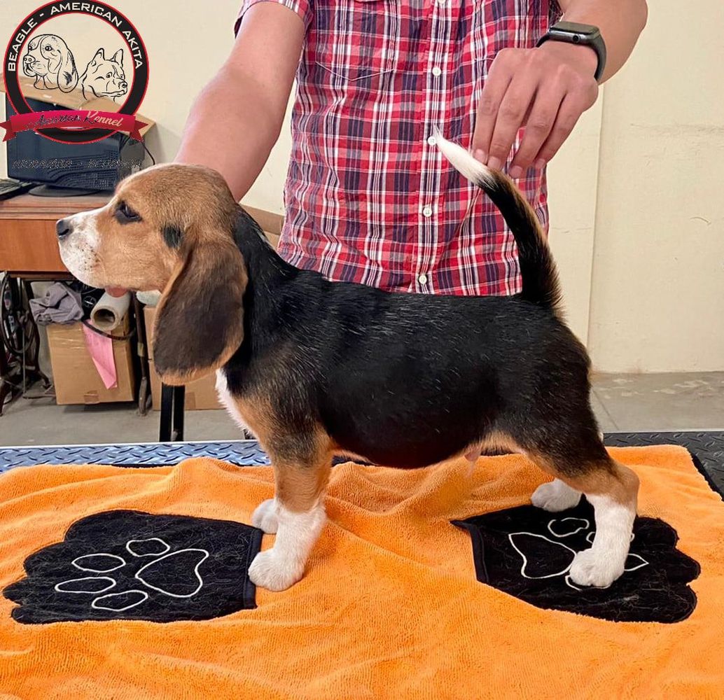 BAY ASCARSAN KENNEL