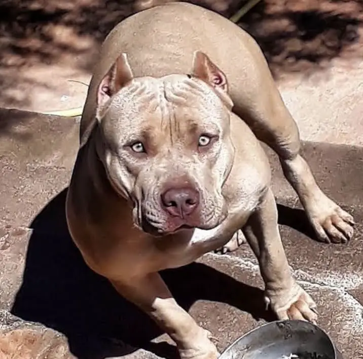 NYMERIA AMERICAN BULL KENNEL MG