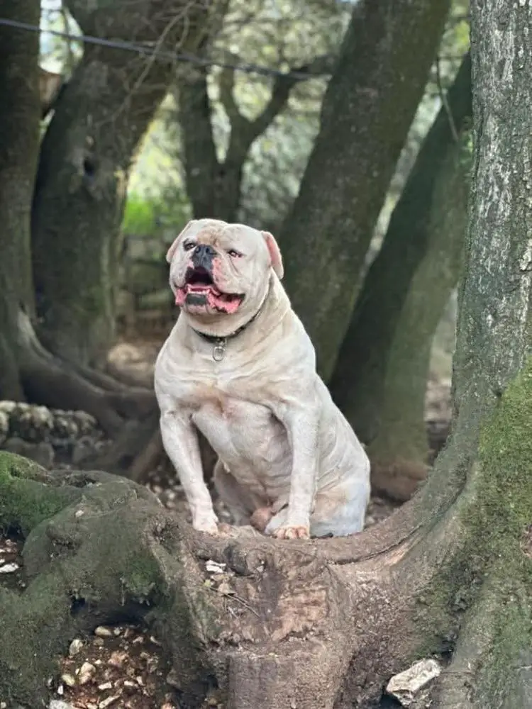 Cerberus Bulls Four of a kind aka JOKER