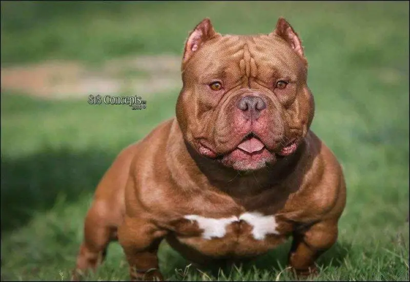 BOSS MADE BULLIES DEVILSPIT