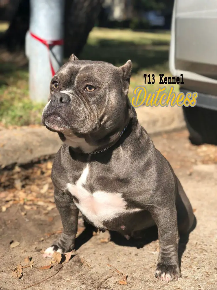 713 DUTCHESS