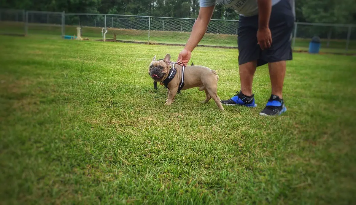 Medina Royal Bulldog's Marcel