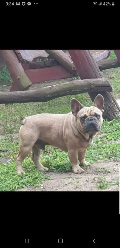 Medina Royal Bulldog's Escobar