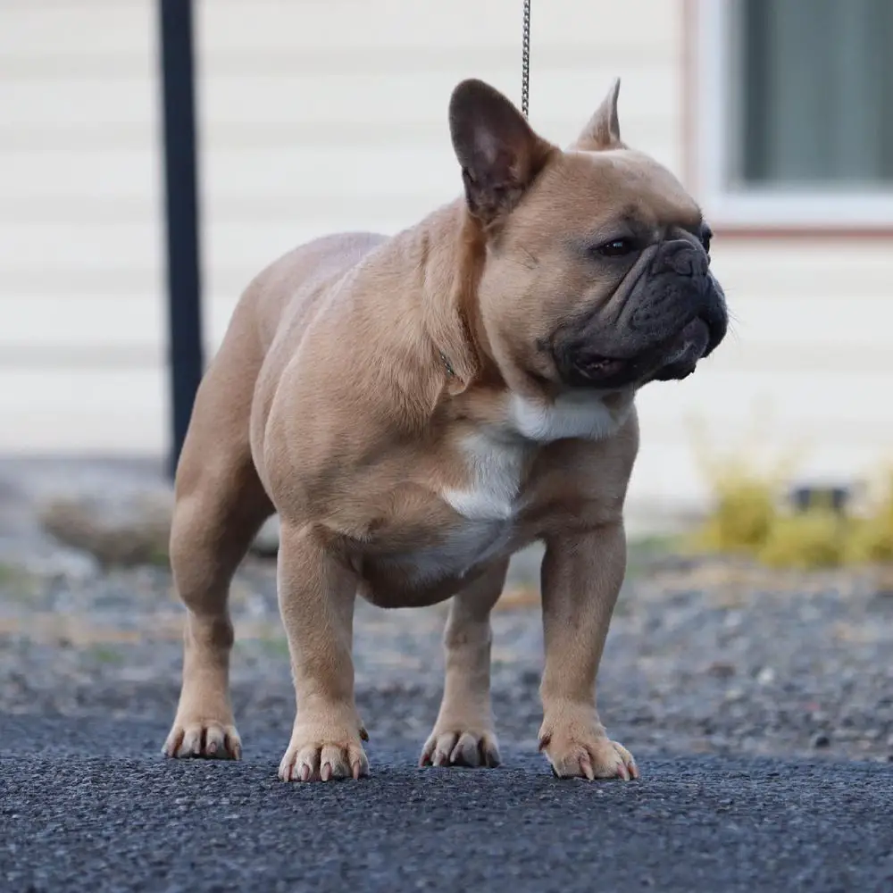 WILLI II