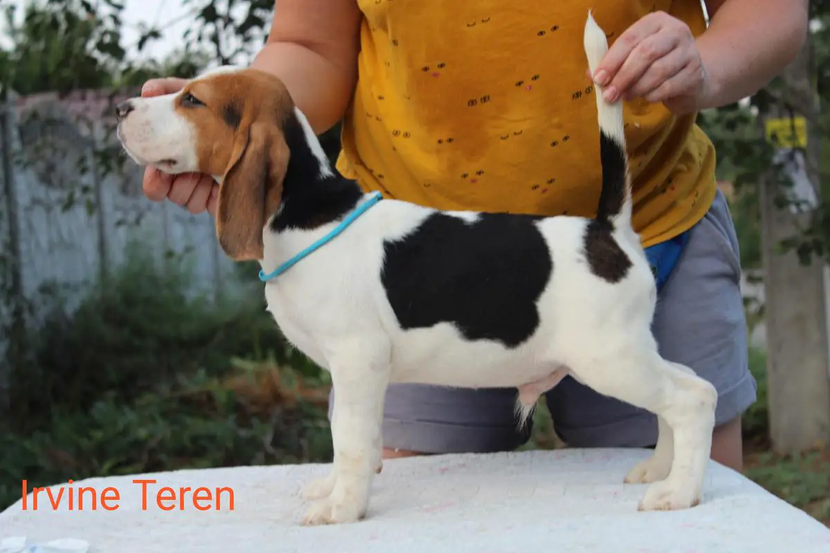 Irvine Teren